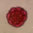 Juglans nigra, single grain. Herb. MIN